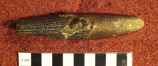 Ctenacanthus decussatus Eastman