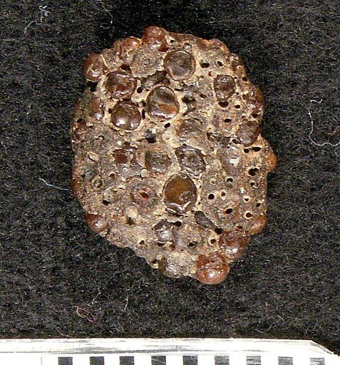 Paralbula dorisiae Blake
