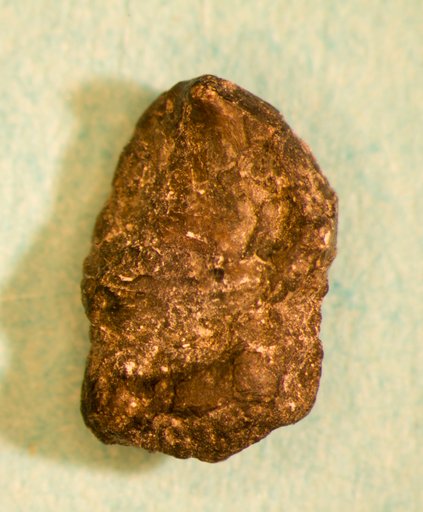 Calopodus apicalis St.John & Worthen