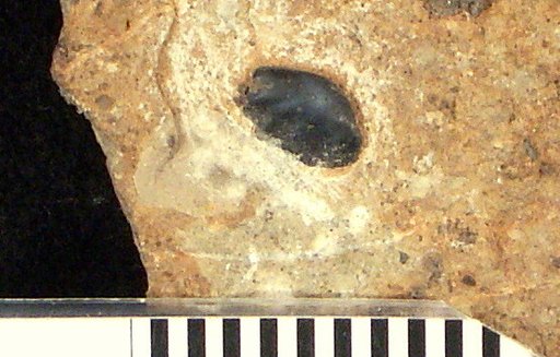 Conchodus parvulus Bryant