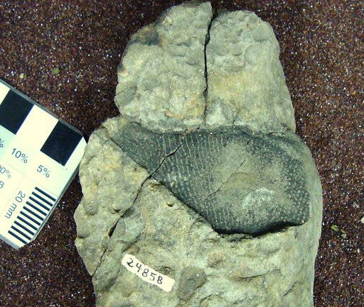 Glyptaspis eastmani Swartz