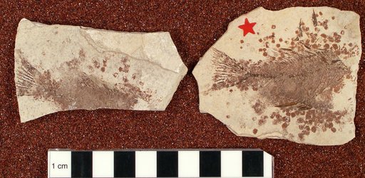Plioplarchus sexspinosus Cope