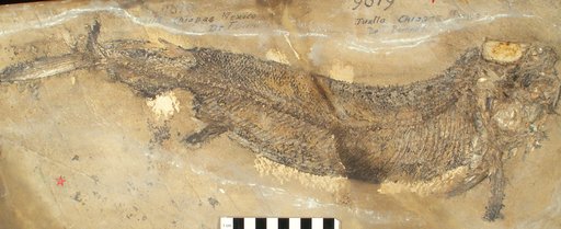Pyritocephalus comptus Westoll