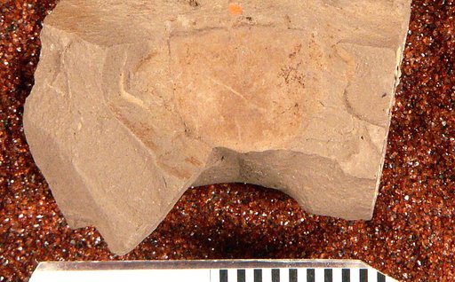 Chicolepis punctatus Cockerell