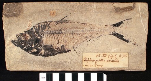 Diplomystus analis Cope