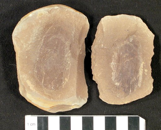 Sagenodus lacovianus Cope