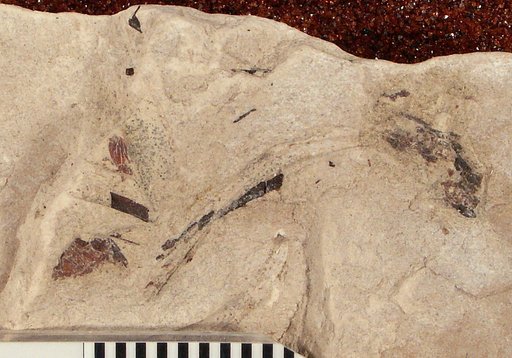 Plioplarchus septemspinosus Cope