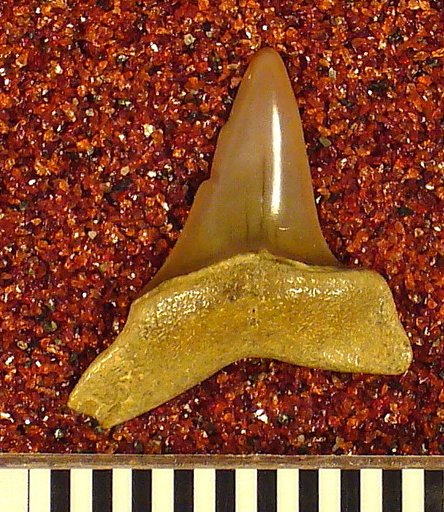Oxyrhina praecursor var. americana Leriche