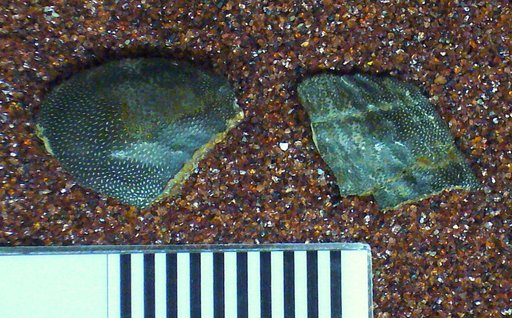Chitonodus tribulis St.John & Worthen