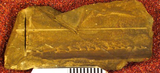 Pristacanthus vetustus Clarke