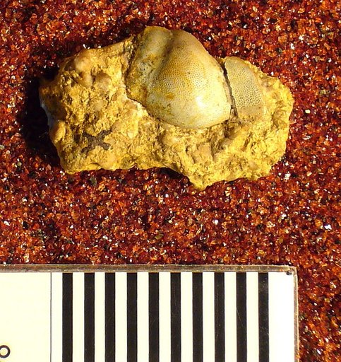 Cochliodus leidyi St.John & Worthen