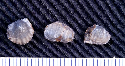 Orodus decussatus St.John & Worthen