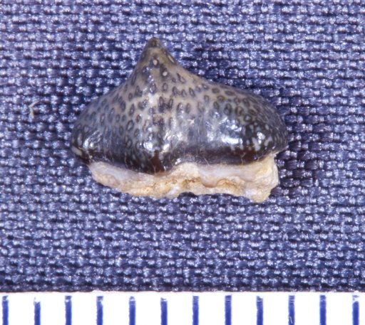 Leiodus calcaratus St.John & Worthen