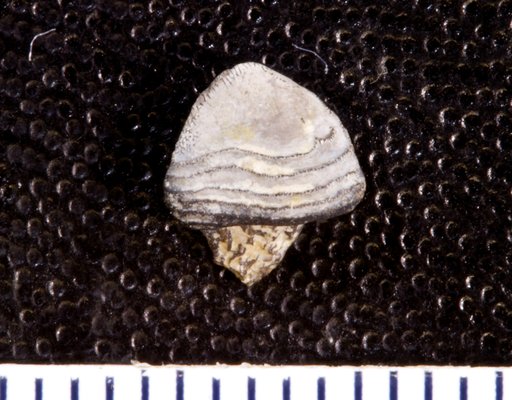 Tanaodus pumilis St.John & Worthen
