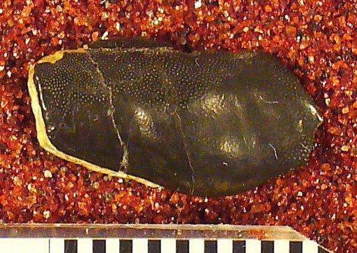 Stenopterodus planus St.John & Worthen