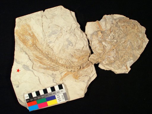 Ictalurus lavetti Lundberg