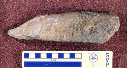 Syllaemus latifrons Cope