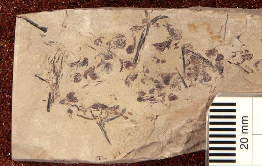Plioplarchus septemspinosus Cope