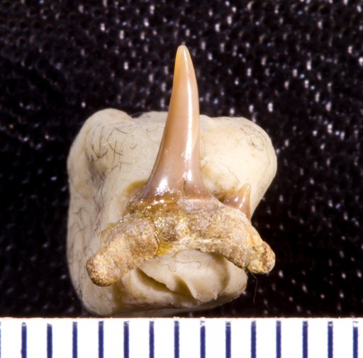 Odontaspis exilis Leriche