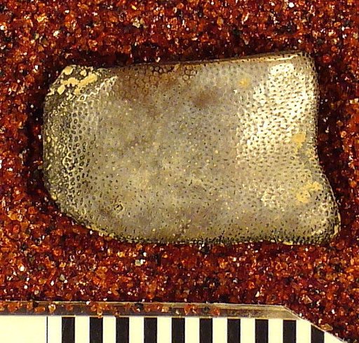 Psammodus crassidens St.John & Worthen