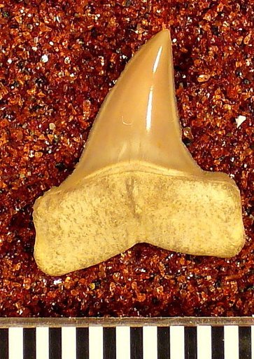 Oxyrhina praecursor var. americana Leriche