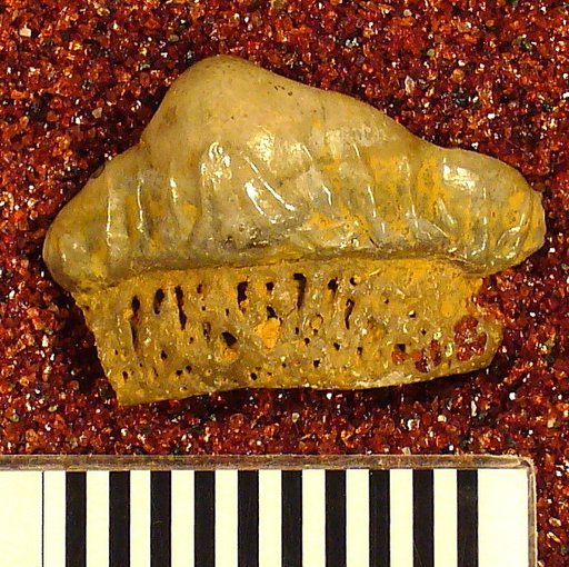 Orodus variocostatus St.John & Worthen