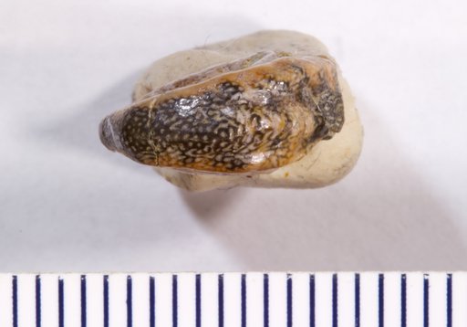Deltodopsis ? bialveatus St.John & Worthen