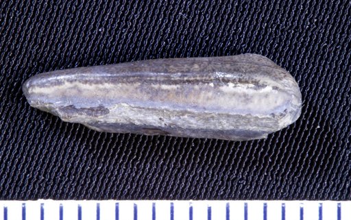 Chomatodus inconstans St.John & Worthen