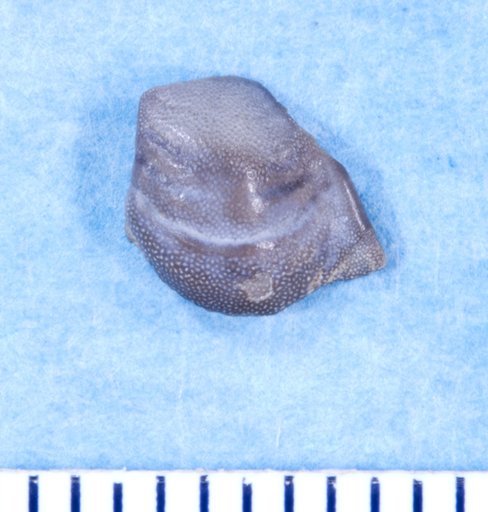 Deltodus parvus St.John & Worthen