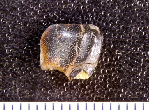 Stenopterodus planus St.John & Worthen