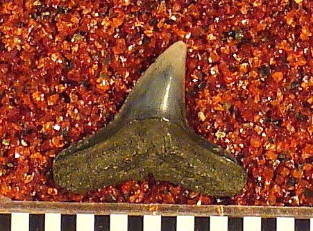 Sphyrna prisca var. eastmani Leriche