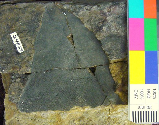 Glyptaspis eastmani Swartz