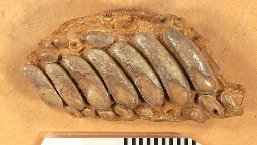 Anomoeodus latidens Gidley