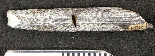 Gyracanthus ? cordatus St.John & Worthen
