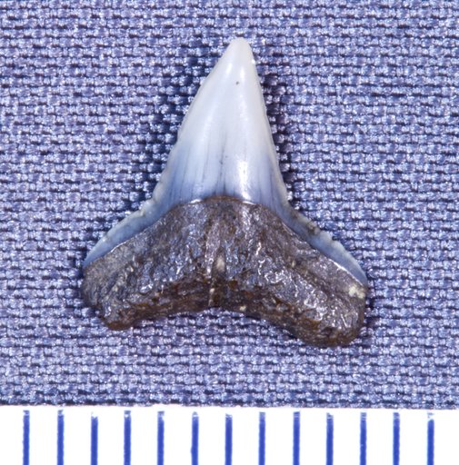 Sphyrna prisca var. eastmani Leriche