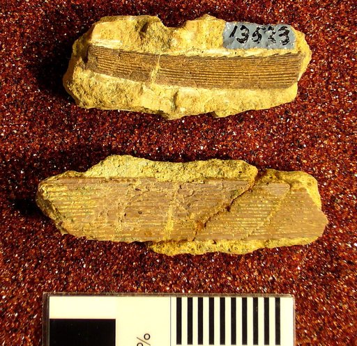Ctenacanthus burlingtonensis St.John & Worthen