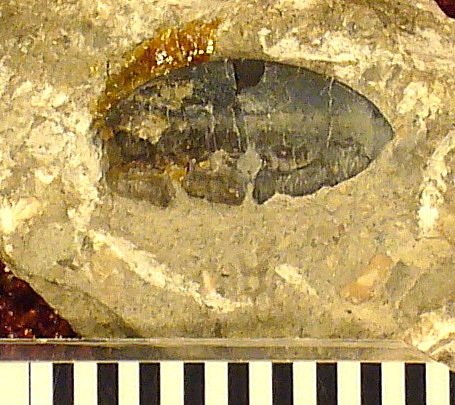 Polyrhizodus williamsi St.John & Worthen