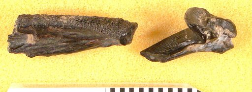 Pimelodus antiquus Leidy
