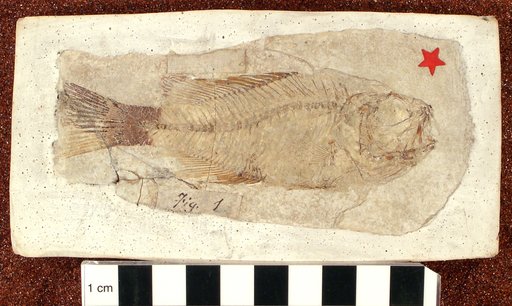 Plioplarchus whitei Cope