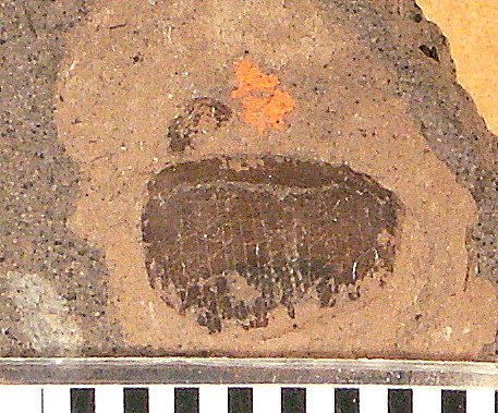 Holcolepis obliquus Cockerell