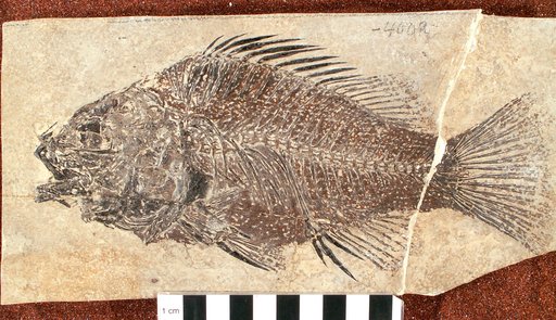 Priscacara serrata Cope