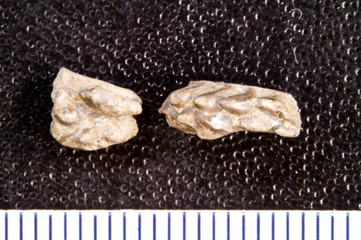 Stemmatodus bicristatus St.John & Worthen
