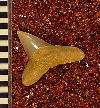 Sphyrna gilmorei Leriche