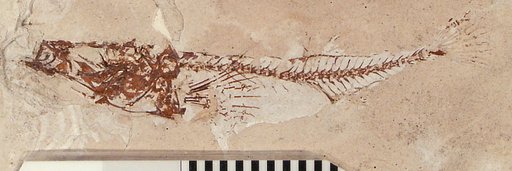 Gasterosteus williamsoni leptosomus Hay