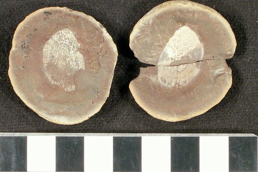 Rhizodopsis mazonius Hay