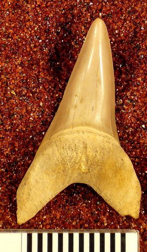 Oxyrhina praecursor var. americana Leriche