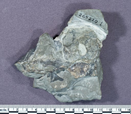 Bothriolepis virginiensis Weems et al.