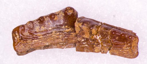 Venustodus argutus St.John & Worthen