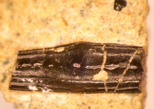 Venustodus variabilis St.John & Worthen