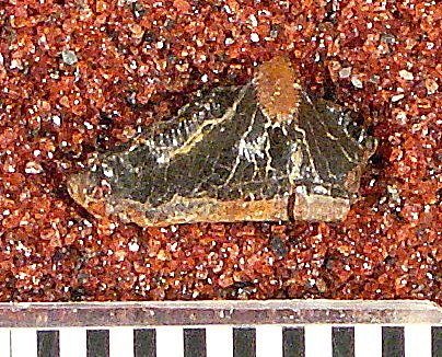Venustodus tenuicristatus St.John & Worthen